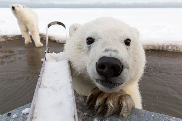 Gấu Bắc cực leo tàu chụp ảnh tự sướng cực đáng yêu