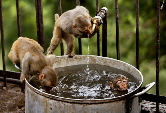 Những chú khỉ nhảy vào tắm trộm trong bồn nước.