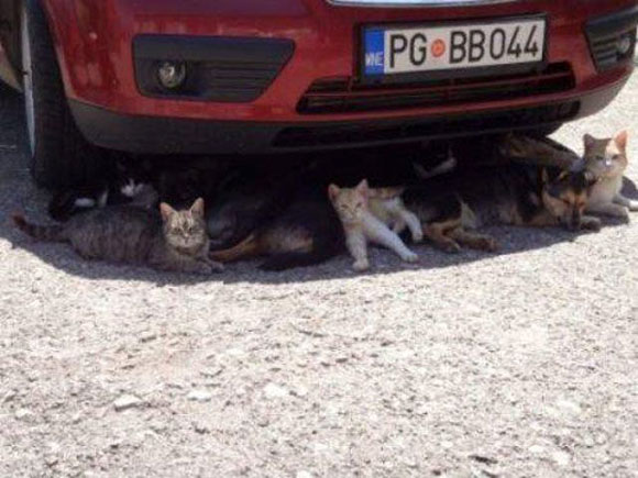 Những chú mèo cũng biết đường tìm chỗ mát tránh  nắng đấy chứ.