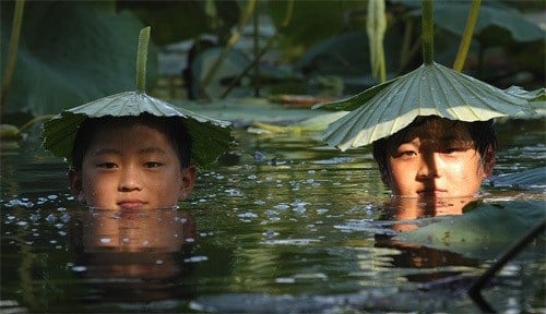 Lá sen có nhiều tác dụng lắm.