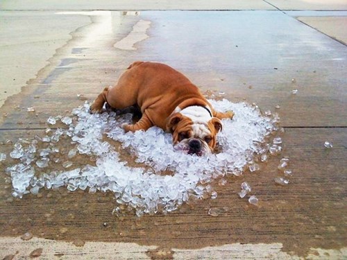 Giải nhiệt bằng lưỡi không đủ, chú chó này phải xòe cả tứ chi lên trên nền đổ đầy nước đá mới thấy đỡ nóng.