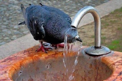 Chú chim thông minh rúc hẳn đầu vào vòi nước để làm mát.
