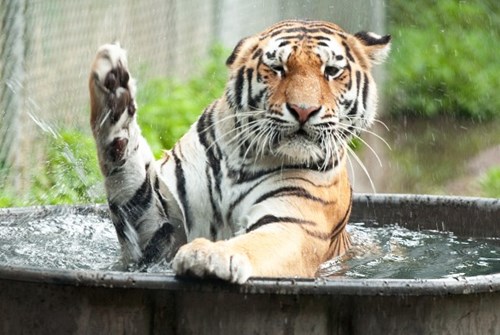 Con hổ này dùng cách truyền thống, ngâm mình trong bồn nước cả ngày không chịu ra.