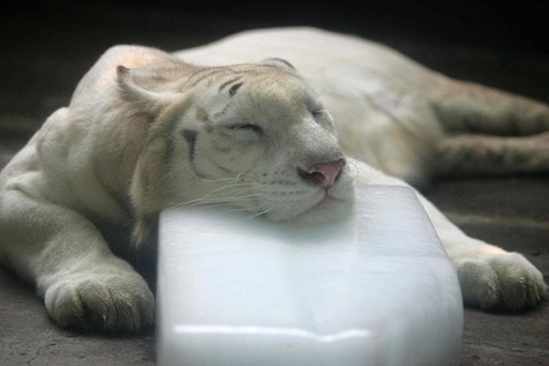 Con hổ trắng này thậm chí dùng đến cả đá khô giải nhiệt mới có thể có được giấc ngủ bình yên.