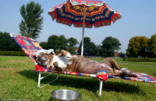 Chú chó này nằm hóng mát trong những ngày nắng nóng ở Anh.