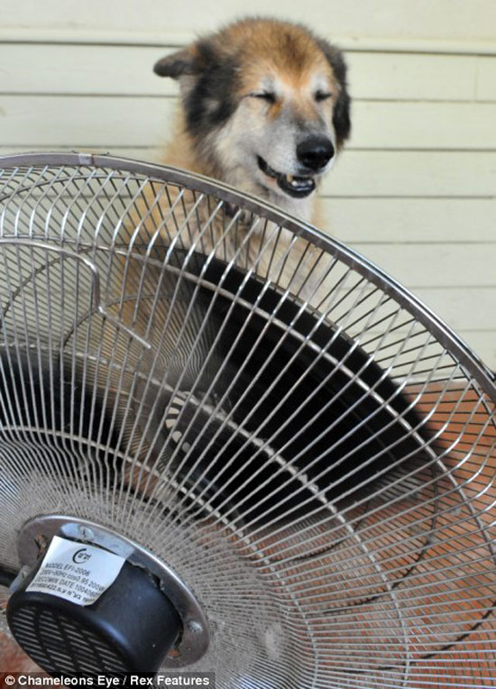 Chú chó tìm đến trước quạt mát để tránh nóng.
