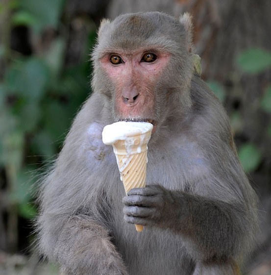 Khỉ ăn kem để hạ nhiệt tại vườn thú quốc gia.
