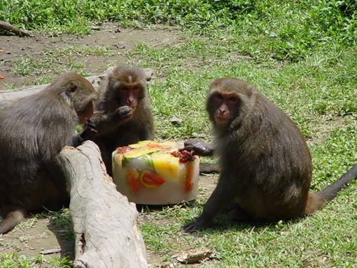 Gia đình của khỉ giải mát bằng một bữa đại tiệc kem hoa quả chống lại cái nóng đang bốc hỏa trong người.