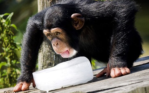 Con khỉ uống nước đá để giảm đi sự nóng bức.