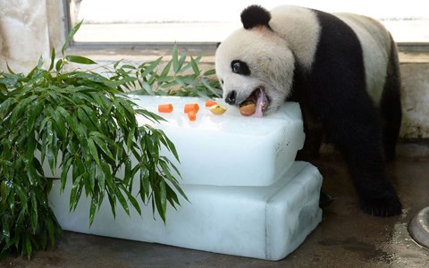 Con gấu trúc ở Vũ Hán, Trung Quốc được đặt thức ăn lên trên những khối băng lớn để làm mát và thưởng thức ngon lành.