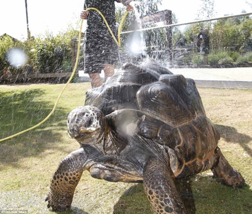 Con rùa này phải được tắm táp thường xuyên để giữ nhiệt độ cơ thể không quá nóng.