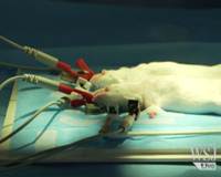 Phẫu thuật ghép đầu cho chuột thành công đầu tiên trên thế giới