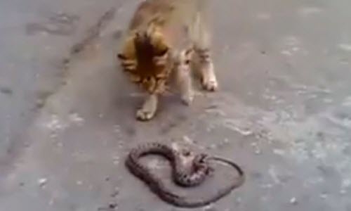 Mèo đại chiến kịch liệt với rắn và cái kết bất ngờ