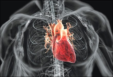 Những cơn đau tim còn được gọi là nhồi máu cơ tim xảy ra khi dòng máu chạy tới tim bị nghẹt do các cục máu đông làm tổn hại cơ tim.