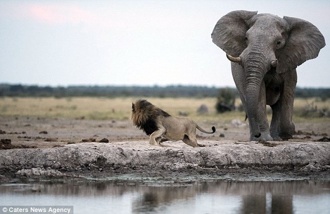 Sư tử hoảng hốt bỏ chạy thục mạng vì suýt bị voi khổng lồ dẫm bẹp