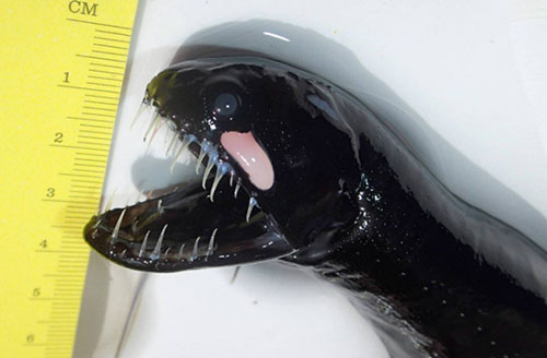 Cá rồng đen là loài sống dưới đáy biển sâu và phân bố khắp các biển thuộc Nam bán cầu. Chúng có hàm răng nanh gai khổng lồ giúp dễ dàng ăn những con mồi nhỏ hơn.