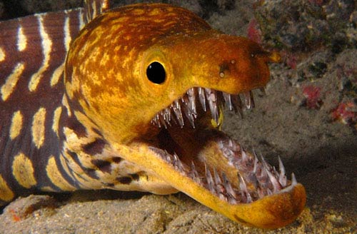 Loài lươn Enchelycore Anatina rất đặc biệt so với các động vật cùng họ khác. Chúng có màu nâu đen, đầu nhọn cùng vùng chẩm lồi lên, mình thon dài và đặc biệt chúng có bộ hàm vô cùng sắc nhọn.
