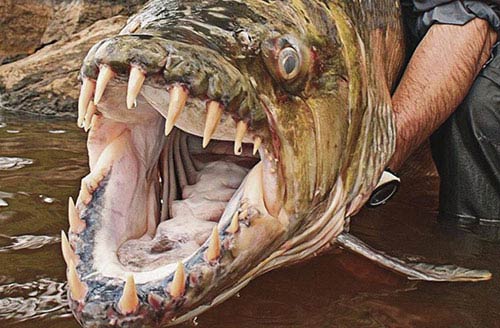 Có nguồn gốc từ Congo, loài cá hổ Goliath có một “nụ cười” vô cùng khủng khiếp, khiến bất kì loài sinh vật dưới nước nào cũng phải e sợ. Goliath có 32 chiếc răng sắc nhọn như dạo cạo.