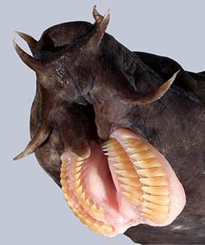 Cá Hagfish, một loài sinh vật biển thuộc họ Myxinidae, là loài động vật duy nhất có hộp sọ nhưng không có cột sống. Không chỉ có thể chúng còn gây ngạc nhiên về chiếc miệng quá khổ với hàm răng kép nhọn hoắt đầy ám ảnh.