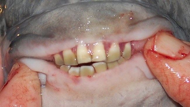 Cá Pacu, con cá này đáng sợ bởi có hàm răng dạng khối, thẳng, có cấu trúc giống hệt con người và sở thích quái đản là cắn tinh hoàn đàn ông.