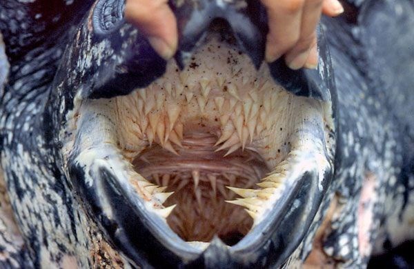 Rùa Quản Đồng (Loggerhead turtle) có bộ nhá và khuôn miệng kinh khiếp chẳng khác nào một con rồng hung ác với những gai nhọn mọc tua tủa như rừng chông từ ngoài đến tận cuống họng.