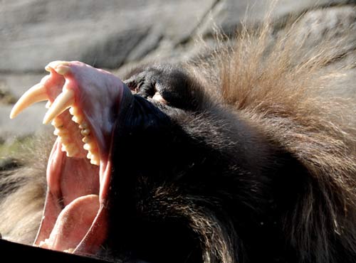 Khỉ đầu chó nặng khoảng 36 kg. Mặc dù trọng lượng chỉ bằng khoảng ½ con người nhưng cặp răng sắc nhọn cạnh răng cửa thì đáng nể. Răng dài 5 cm, dài hơn cả răng của loài sư tử trưởng thành.