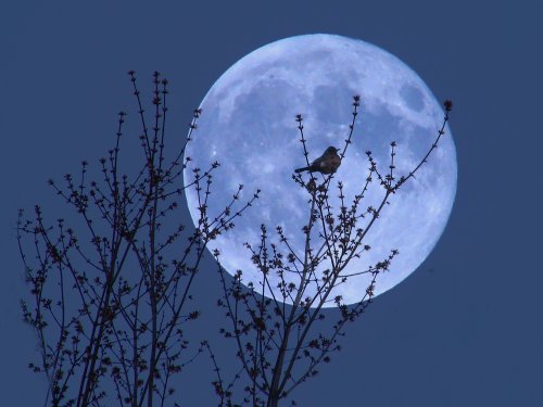 Sự kiện 'trăng xanh' năm nay diễn ra khắp nơi trên thế giới vào tối 31/7. 'Trăng xanh' là cách người xưa gọi hiện tượng trăng tròn 2 lần trong một tháng dương lịch.