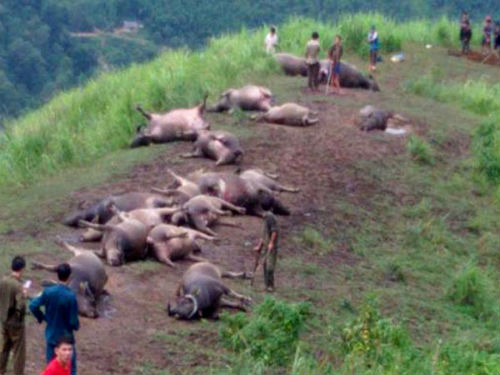 Trong mưa lũ, 19 con châu bị sét đánh chết tại Hà Giang. Ảnh: Báo Hà Giang