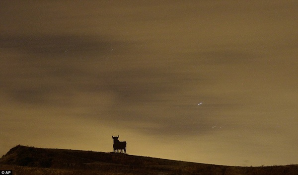Hình ảnh một chú bò tót tại Cordoba, Tây Ban Nha đang ngắm sao băng rơi.