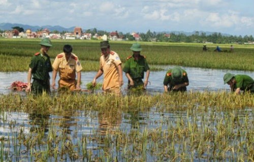 Các chiến sĩ CAND giúp dân thu hoạch lúa chạy lụt.