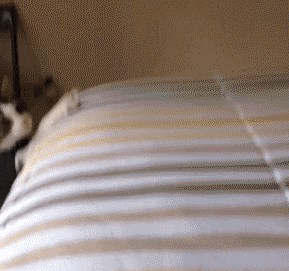Chú mèo này bò lên giường chủ nhân như mọi khi và bất chợt thấy 'cảnh tượng' trên đó, chú ta ngay lập tức ngã ngửa.