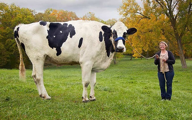 Blosom, chú bò cao 1,8 m, cũng góp mặt trong sách Kỷ lục Guinness Thế giới 2016. Blosom sống tại một trang trại ở bang Illinois, Mỹ. Patty Meads-Hanson, chủ của Blosom, đón 'con bò cao nhất thế giới' về trang trại lúc nó mới 8 tuần tuổi. Sau 13 năm sống với chủ, Blosom chết ngày 26/5.
