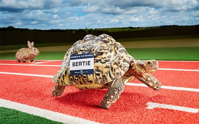 Bertie, chú rùa nhanh nhất thế giới, di chuyển với vận tốc 0,28 m/s, nhanh gấp đôi so với mức trung bình của đồng loại. Nguyên nhân khiến Bertie có thể đạt tốc độ đó chính là món dâu tây ưa thích tại công viên ở hạt Durham, Anh.