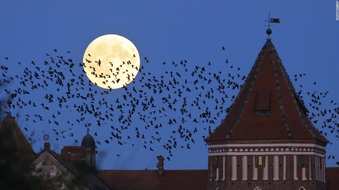 Đàn chim bay qua siêu trăng mọc trên một lâu đài thời Trung Cổ ở Mir, Belaurus đêm qua.