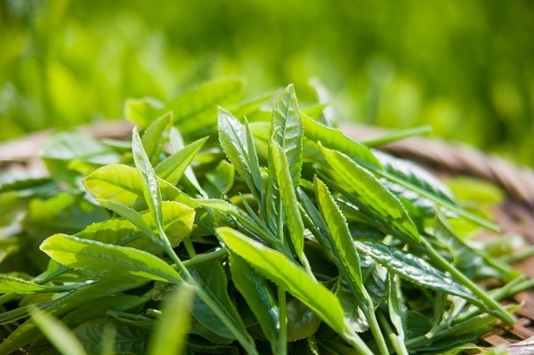 Uống trà. Hãy thử trà xanh, bạn có thể thay thế cho cà phê, cũng như các loại trà thảo dược. Trà xanh giúp bạn làm giảm nguy cơ loãng xương.