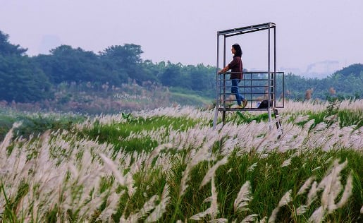 Những bông hoa cỏ lau nhuộm trắng cánh đồng, góp thêm cho Đà Thành một không gian tĩnh lặng và đầy chất thơ.