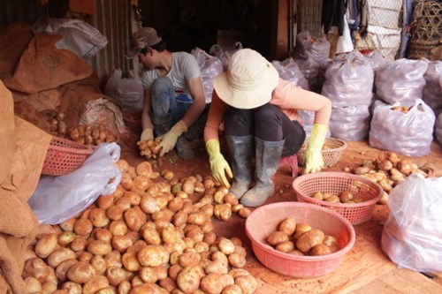 Đà Lạt lập chốt 24/24 chặn khoai tây Trung Quốc vào chợ