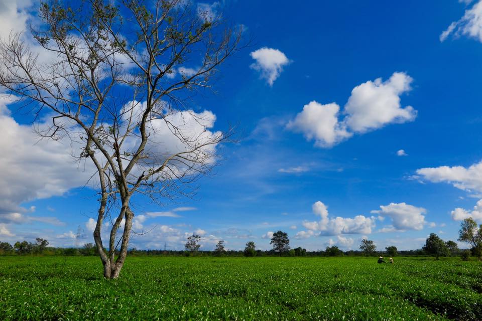 Du khách khi đến Gia Lai  hẳn phải sững sờ khi vô tình bắt gặp bạt ngàn trà xanh trải dài tít tắp như chạm vào chân mây…