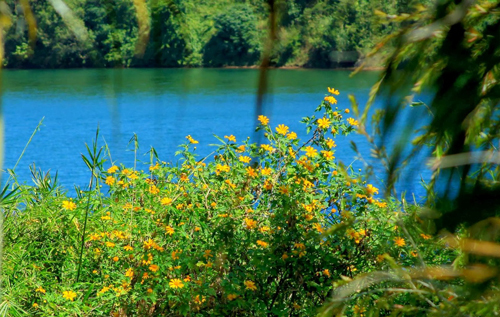 Biển Hồ đẹp, càng làm Pleiku (Gia Lai) thêm tuyệt vời trong mùa hoa dã quỳ nở rộ này. Ảnh Internet.