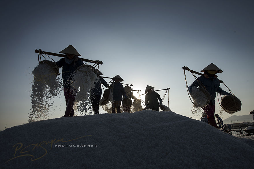 Thu hoạch muối ở Khánh Hòa