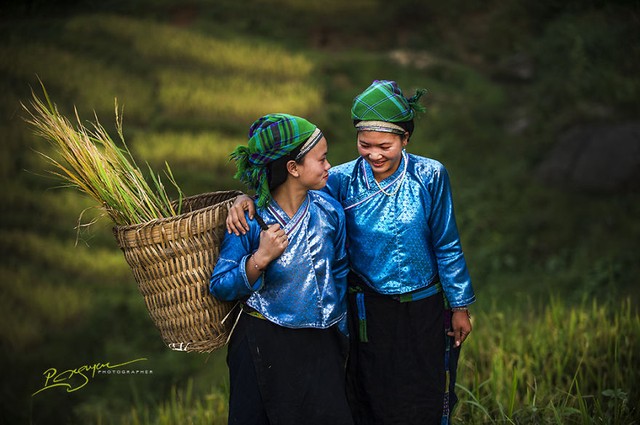 Thiếu nữ dân tộc Nùng trong mùa thu hoạch