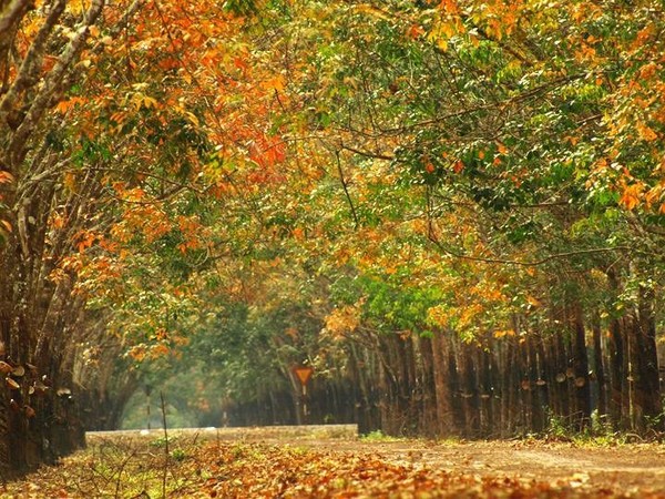 Những “mùa thu vàng” ở Việt Nam đẹp không kém Hàn Quốc
