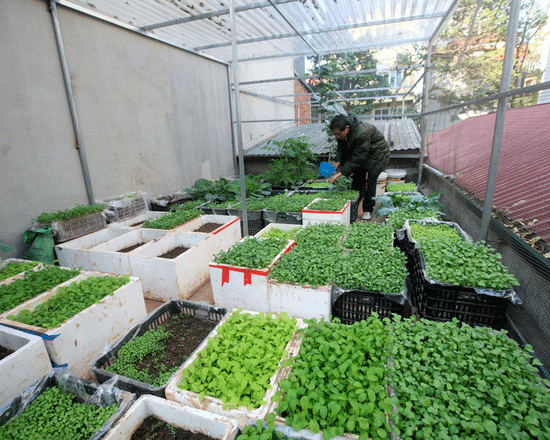 Hướng dẫn cách trồng rau trên sân thượng đơn giản, an toàn nhất