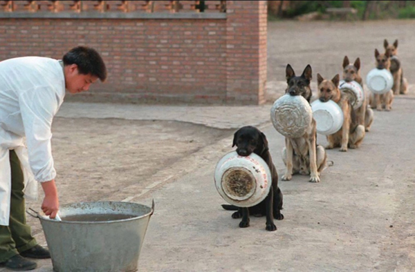 Chó cảnh sát ở Trung Quốc xếp hàng ăn trưa.