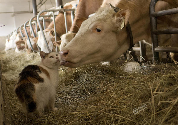 Ngày 18/3, Rob Taggart đã ghi lại khoảnh khắc đầy tình cảm giữa bò và mèo tại một nông trại ở Brixlegg, Áo.