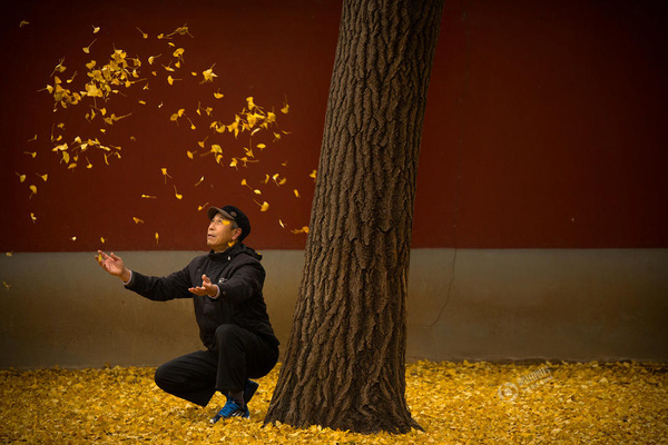 Bức ảnh cụ ông đùa nghịch cùng những chiếc lá bên dưới gốc cây ngân hạnh được Mark Schiefelbein chụp vào ngày 20/11 tại một công viên ở Bắc Kinh, Trung Quốc.