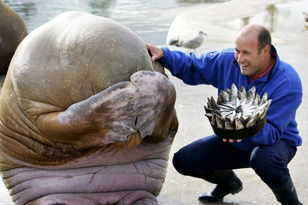 Một chú hải mã ở Na Uy bối rối khi được nhận bánh sinh nhật là một bát cá.
