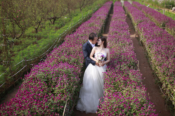 Nằm gần vườn đào Nhật Tân là vườn hoa bách nhật. Giá vào các khu vườn hoa bách nhật dao động từ 30.000 đồng/người, riêng ekip chụp ảnh cưới cần chi từ 70.000 - 100.000 đồng. Ngoài ra, chi phí gửi xe máy khoảng 5.000 - 10.000 đồng.