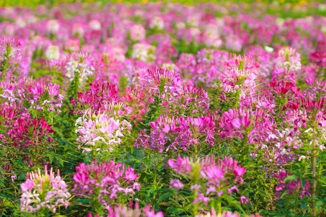 Sắc màu rực rỡ của cánh đồng hoa túy điệp ở Thung lũng hoa Hồ Tây (Hà Nội) khiến nhiều người mê mẩn.