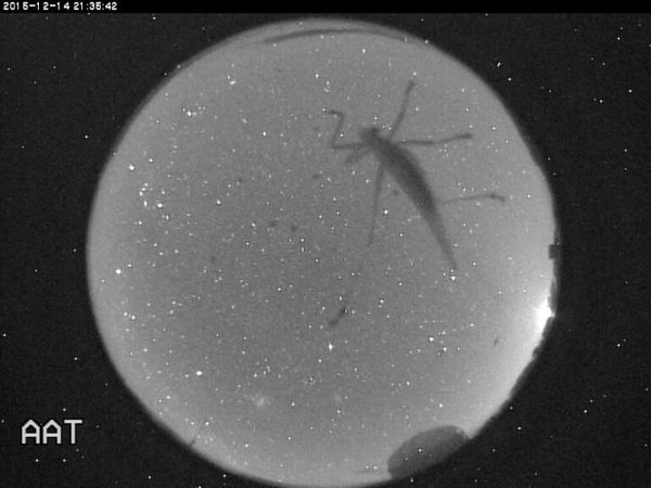 Còn ở Đài quan sát Siding Spring (Úc), tuy chưa thấy mưa sao băng, người ta đã bắt được chú châu chấu này.